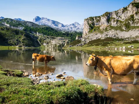 Ganado al lado del lago Ercina en los Picos de Europa, Asturias