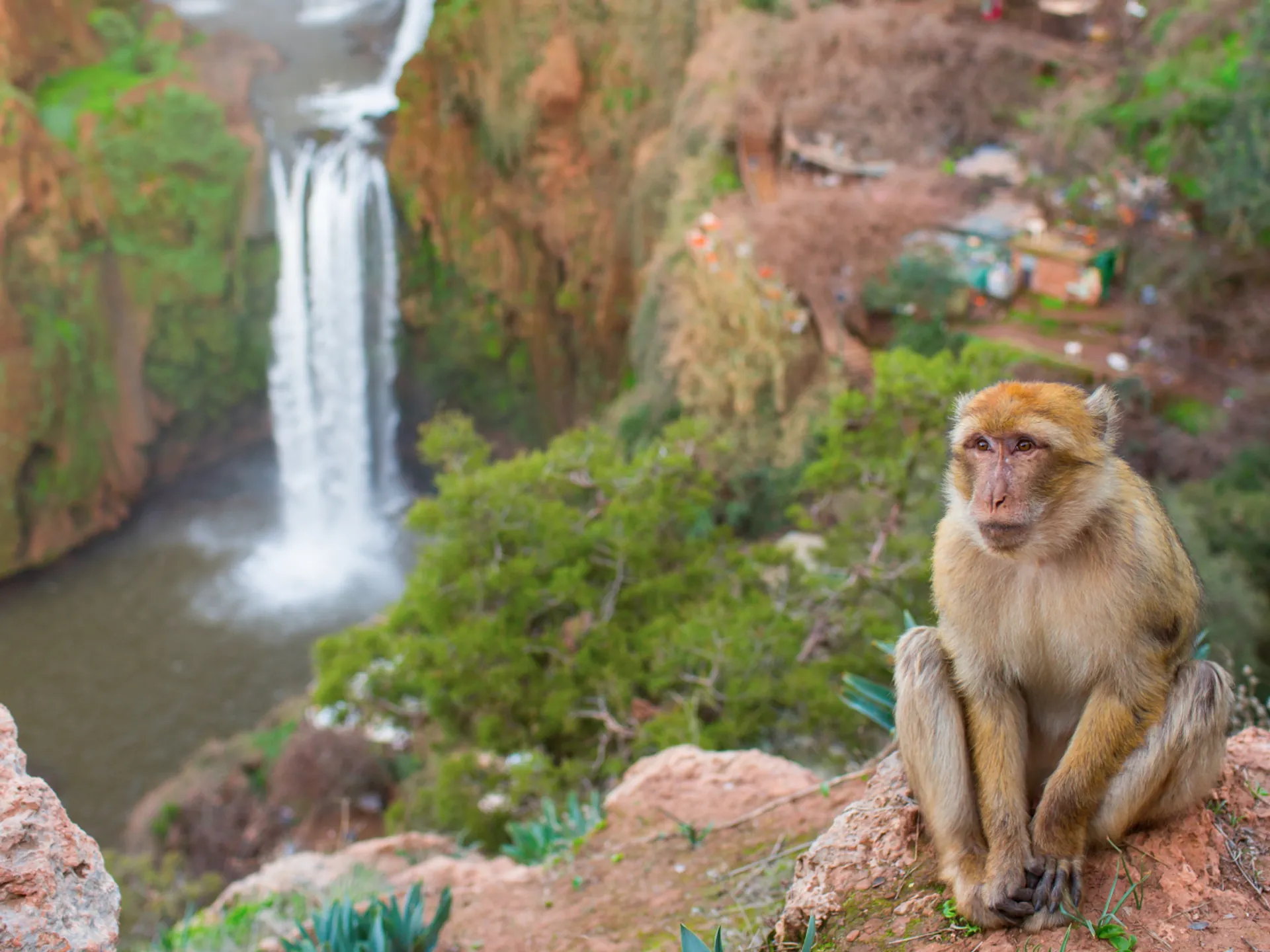 Monos de Berberia en las Cascadas de Ouzoud