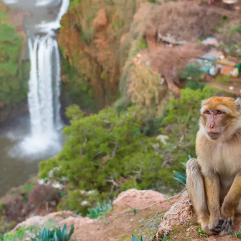 Monos de Berberia en las Cascadas de Ouzoud