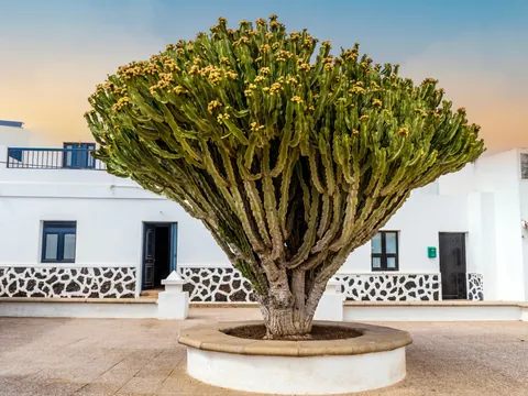 excursión la Graciosa catamarán Caleta de Sebo Lanzarote Canarias