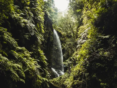 Senderismo Bosque Laurisilva Trekking Rutas Galga la Palma islas Canarias