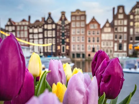 Tulipanes ante casas tradicionales en Ámsterdam