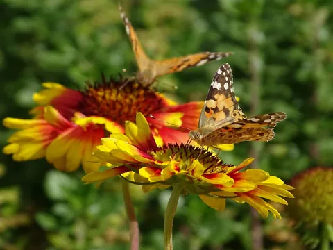 Mariposas en los jardines de Granada.