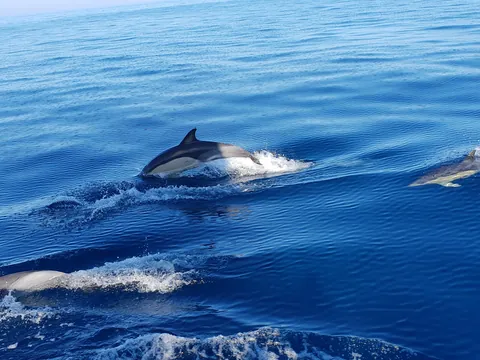 Varios delfines nadando y saltando en aguas del mar Mediterráneo en Mallorca