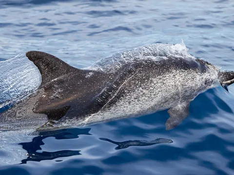 Avistamiento de delfines y ballenas en catamarán en Gran Canaria