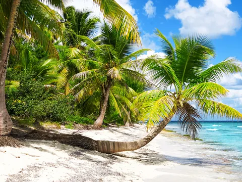 Excursión a Isla Saona