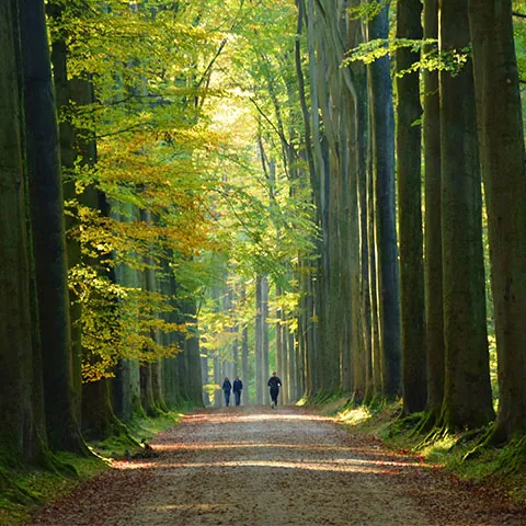 Paseo en el Bosque de los sueños de Bruselas