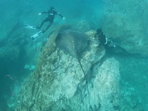 Snorkel Lavas Sumergidas Tenerife Buceo Canarias