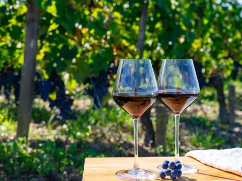 Cata Vinos Saint Emillion