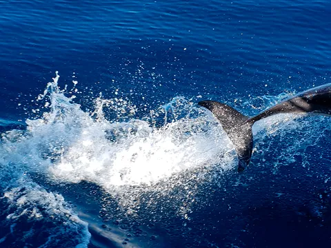 Observación de delfines en el Algarve