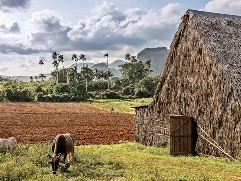 Representación típica de una plantación de tabaco, con animales y casas típicas.