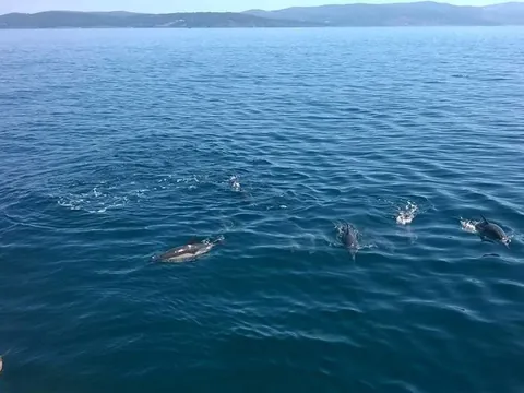 Avistamiento de delfines desde el paseo en barco por la costa gallega