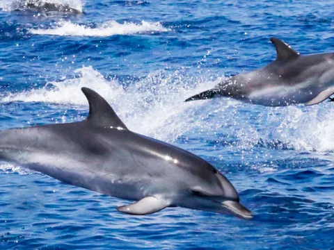 Excursión a Gibraltar con observación de Delfines desde Málaga