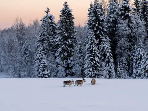 Tres renos caminando sobre nieve en un paisaje invernal rodeado de altos árboles cubiertos de nieve, al amanecer en la región ártica."