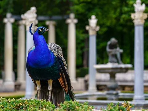 visita guiada Aranjuez Palacia Real Jardines Unesco Jardin Rey Jardin isla Jardin Parterre Fuentes Estatuas Madrid