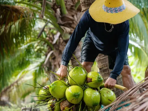 tour-quad-punta-cana_ATV_playa-limon_republica-dominicana_buendia (1).jpg