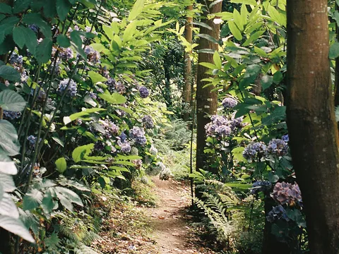 Visita guiada por el Bosque-Jardín de la Fonte Baxa