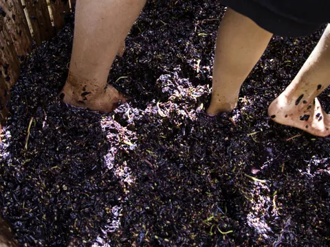 Pisado de Uvas Garnacha experiencia Garnaca Bodega Caudalia Navarra