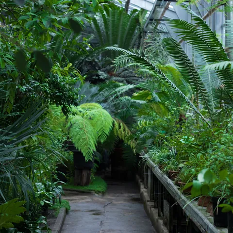 Paseo entre vegetación dentro de un invernadero en el Jardín Botánico de Berlín