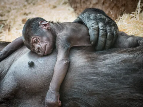 Primer plano de una cría de gorila durmiendo sobre su madre en el Zoo de Praga.
