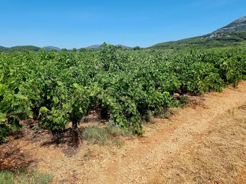 Los viñedos de Pelješac trepan por las colinas bañadas de sol, dando vida a los grandes vinos dálmatas.