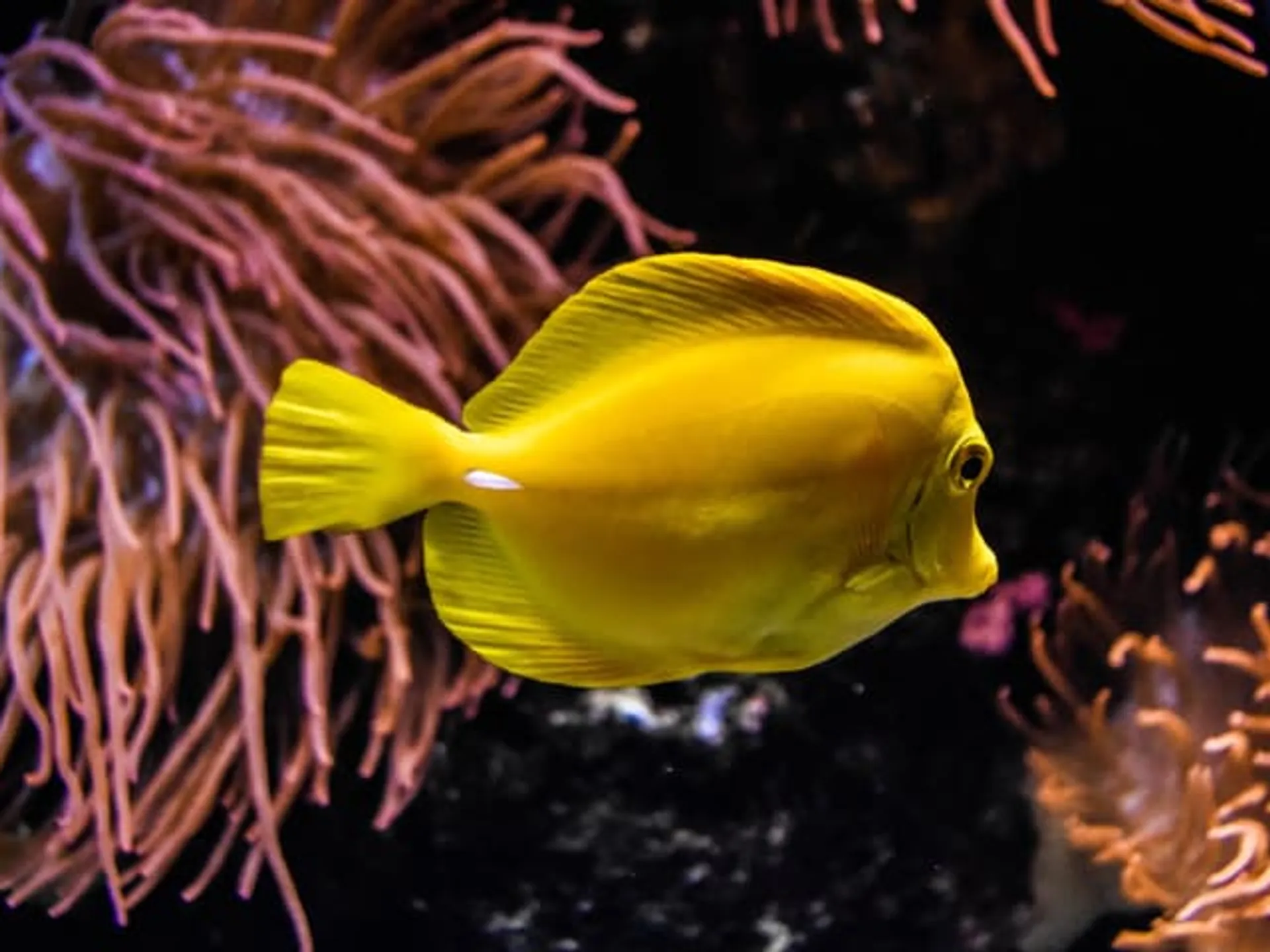 Visitar el Acuario con niños-Qué hacer en Gijón con niños-Planes con niños en Gijón-Gijón con niños-Qué hacer en Gijón-Guía de Viajes Buendía Tours