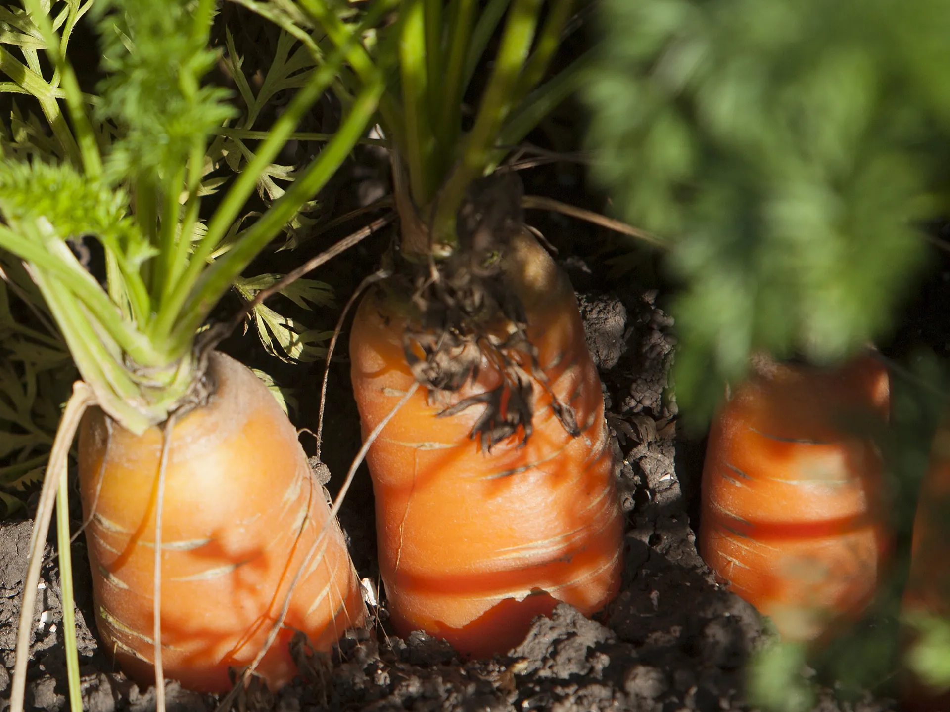 Zanahorias naranjas creciendo en la tierra en Holanda