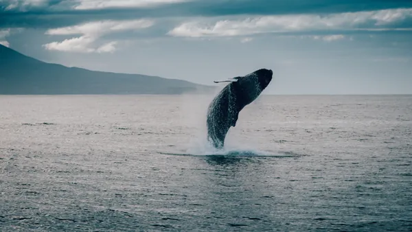 avistamiento-de-ballenas-desde-Reykjavik_buendia_1.jpg