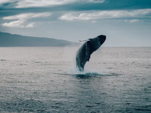 avistamiento-de-ballenas-desde-Reykjavik_buendia_1.jpg