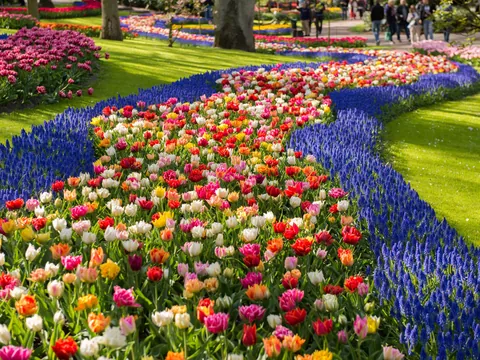 Tulipanes de Keukenhof excursión español desde Utrecht
