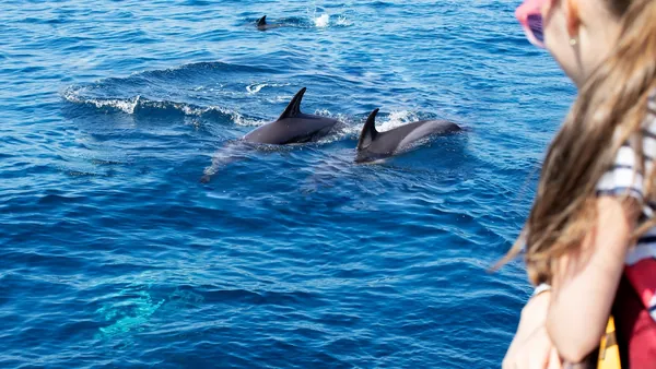 Joven visualizando los delfines desde el barco