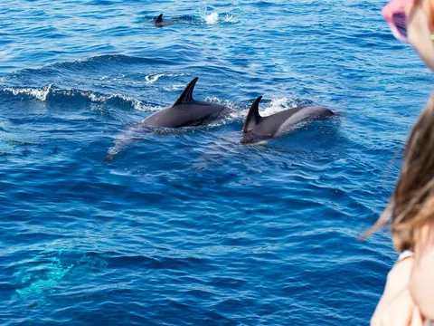 Joven visualizando los delfines desde el barco