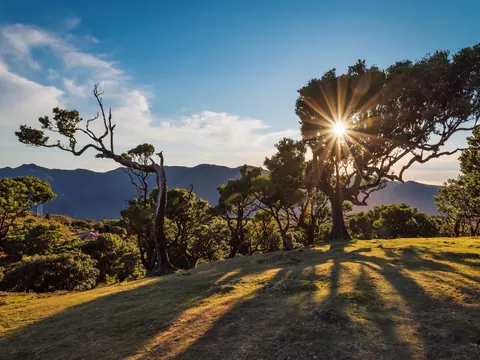 tour Completo Madeira 4x4 excursión español desde Funchal Bosque Laurissilva Todoterreno