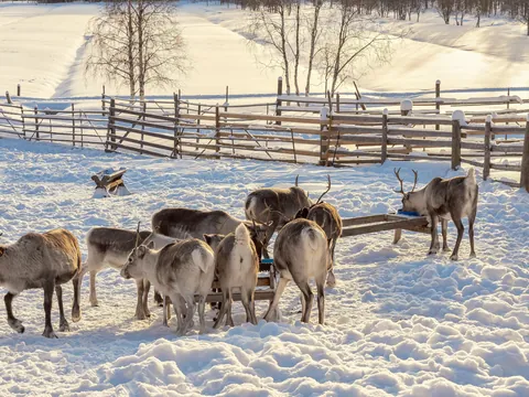 Grupo de renos en un corral nevado, rodeado por una valla de madera, con árboles dispersos y un paisaje invernal iluminado por la luz del sol en el fondo.