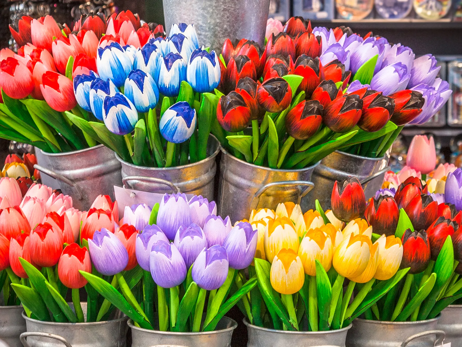 Tulipanes de diferentes colores típicos Buendía  Ámsterdam