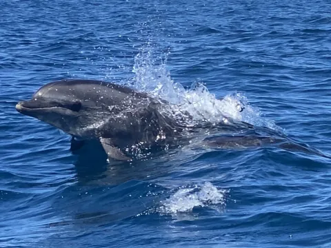 Un salto de un delfín, una sonrisa… la magia del Atlántico.