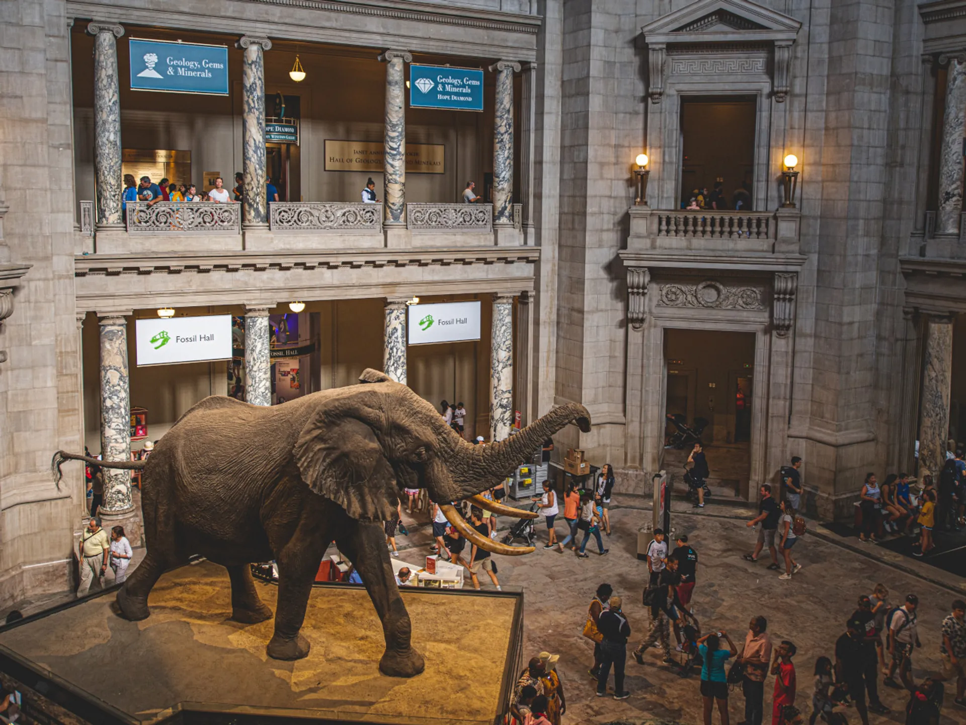 Elefantes de África en el Museo Americano de Historia Natural - Museo Americano de Historia Natural - Museos de Nueva York - Qué ver en Nueva York - Guía de Viajes Nueva York - Buendía Tours