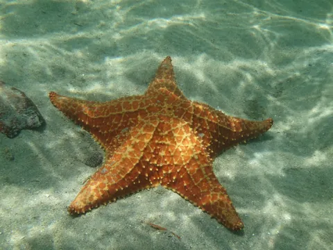 excursión isla Saona Santuario Mano Juan Tortugas Marinas Estrellas Mar Punta Cana República Dominicana