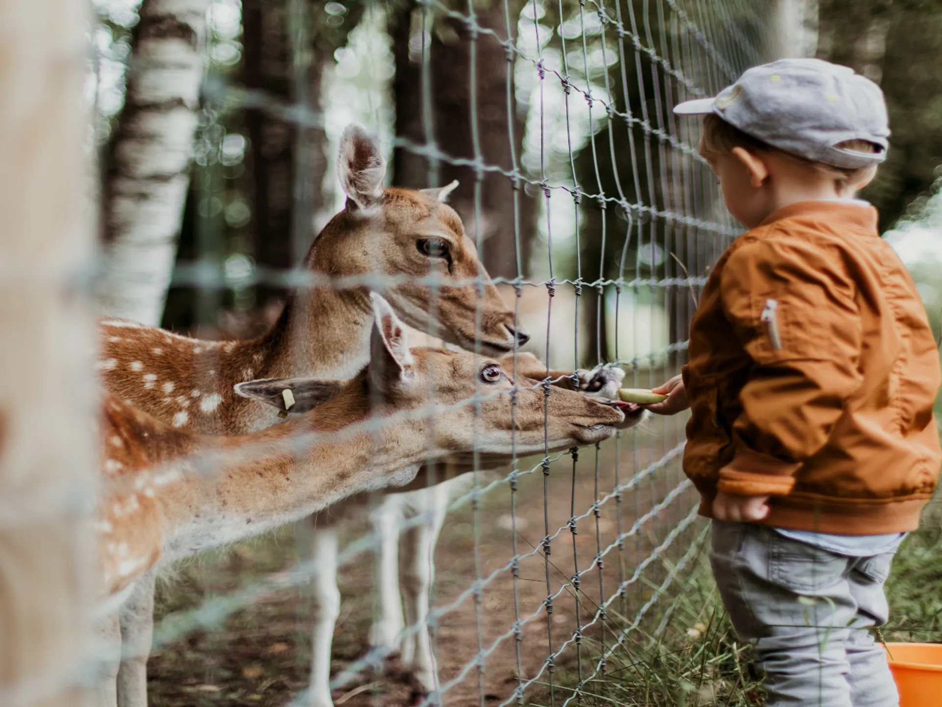 Niño dando de comer a animales en Zoológico - Nueva York con niños - Qué hacer en Nueva York - Guía de Viajes Nueva York - Buendía Tours