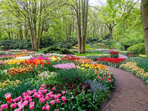 Excursión grupos reducidos Keukenhof desde Utrecht