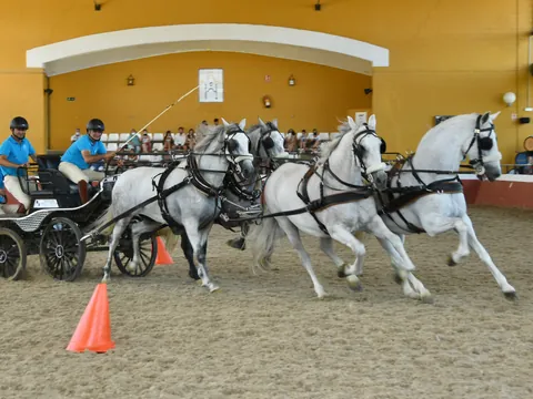 visita-guiada-yeguada-cartuja_hierro-del-bocado_espectaculo-ecuestre_jerez-frontera_cadiz_bandalucia_buendia (6)_0.jpg