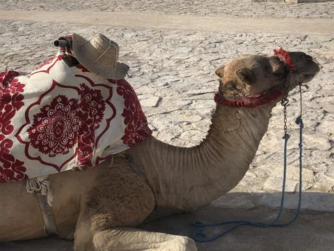 Ruta en camello por Agadir