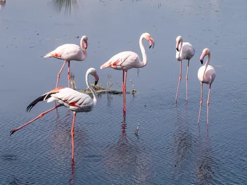 Bandada de flamencos sobre las aguas de la Albufera, Valencia