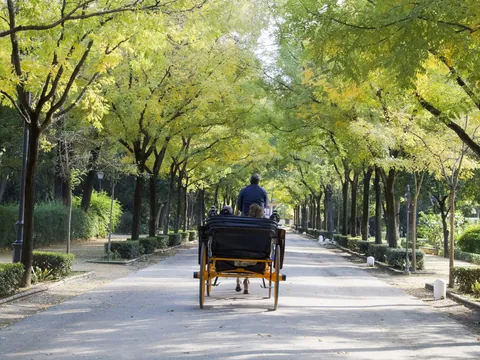 paseo Calesa Sevilla Coche Caballos