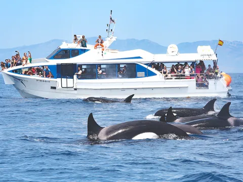 Avistamiento Cetacos Tarifa Estrecho Gribraltar barco Observacion Cádiz