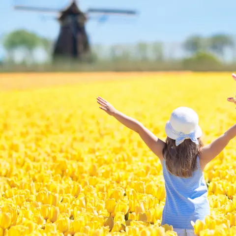 Niña en un campo de tulipanes con un molino al fono en Ámsterdam