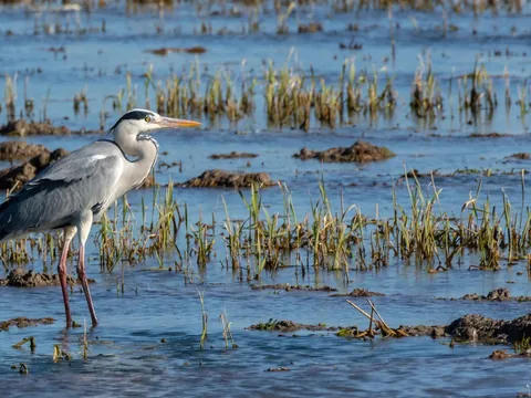 Garza real en un campo de arroz inundado en la Albufera de Valencia.