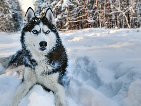 Mirada intensa y enérgica de un husky, listo para la aventura en el hielo de Laponia.