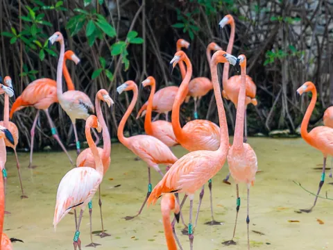 excursión Xcaret desde Cancun Riviera Maya Transporte tour entradas Parque México