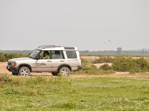 Ruta Parque Nacional Doñana Todoterreno 4x4 Cádiz Huelva Sevilla Avistamiento Pajaros